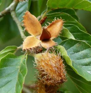Family Foraging: Beech Nut